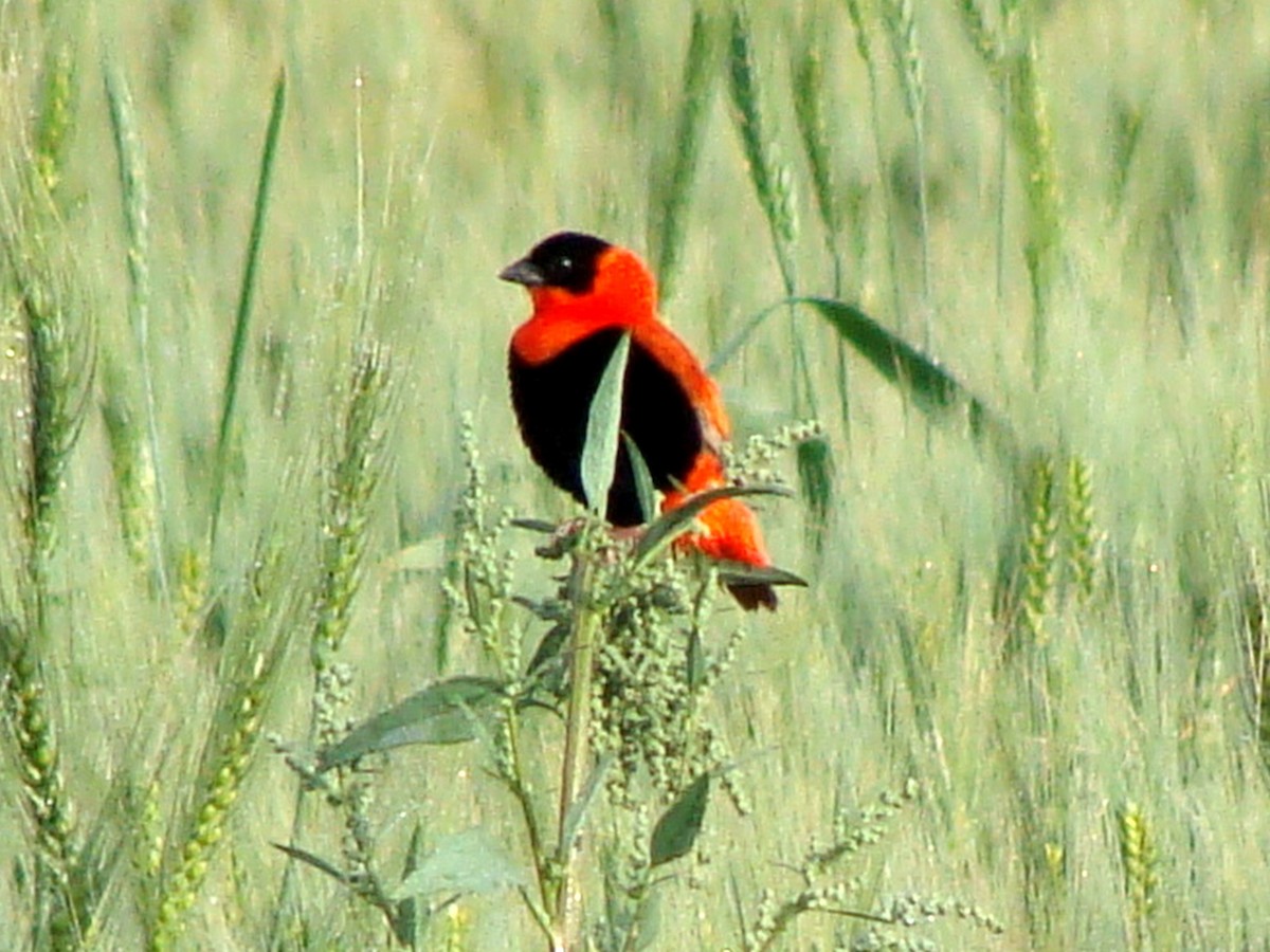 Northern Red Bishop - ML220680301