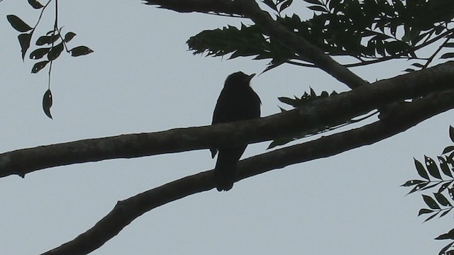 Yellow-billed Nunbird - ML220680311