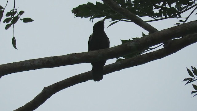 Yellow-billed Nunbird - ML220681211