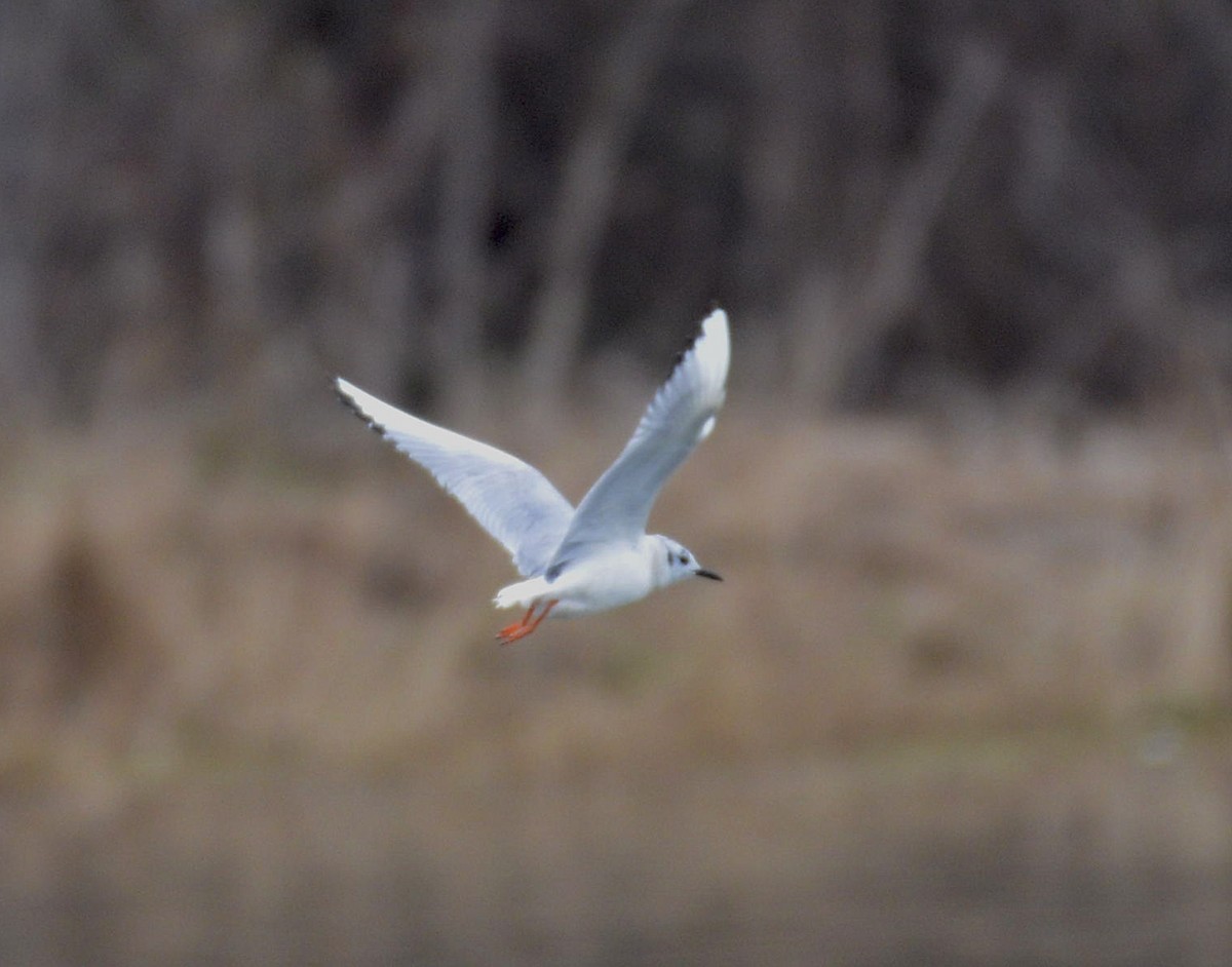 Bonaparte's Gull - ML220681391