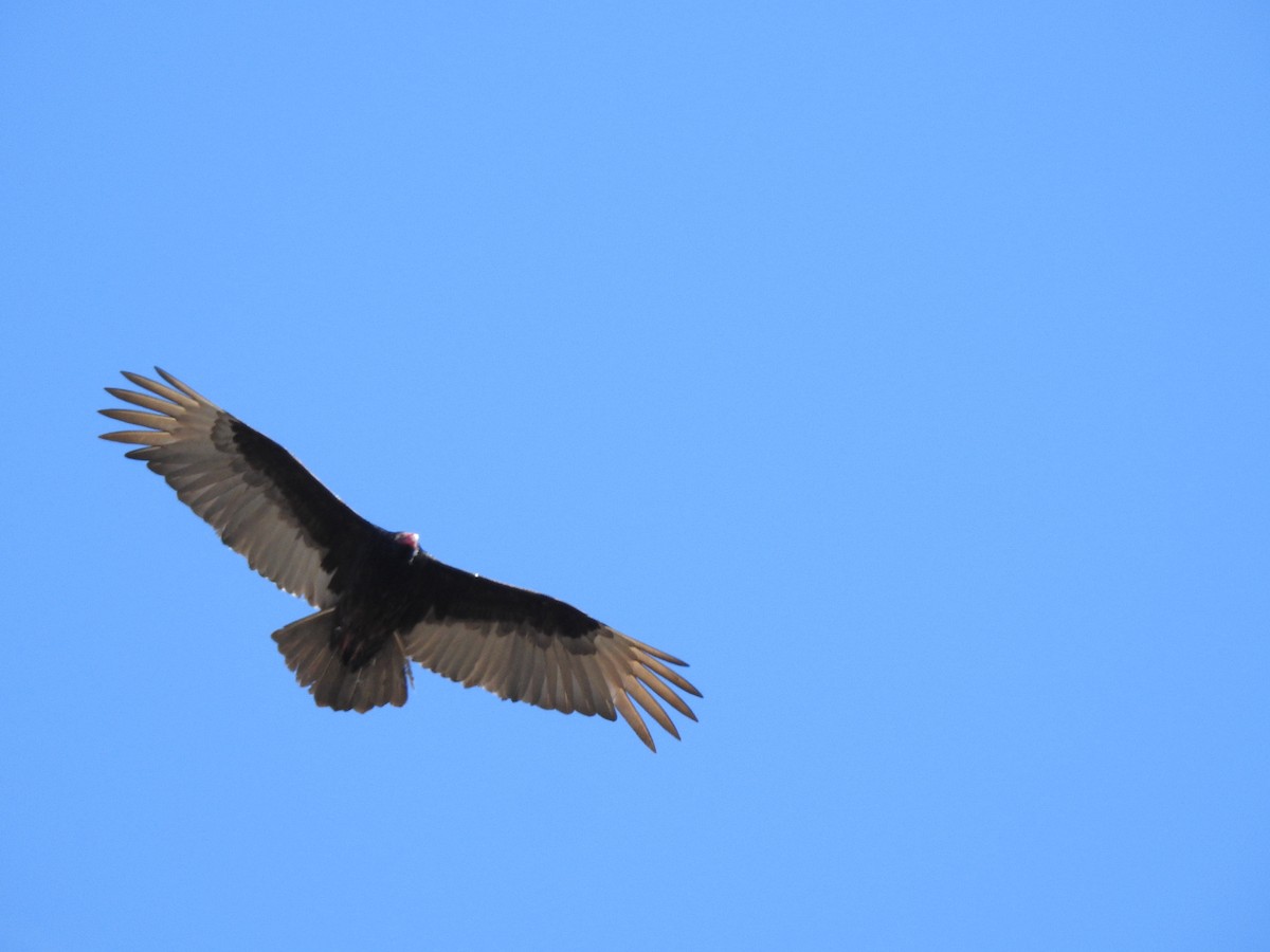 Turkey Vulture - ML220682561
