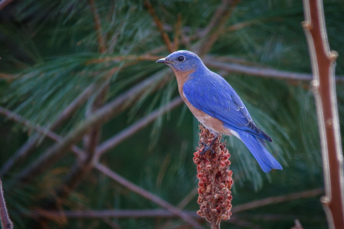 Eastern Bluebird - ML220683891