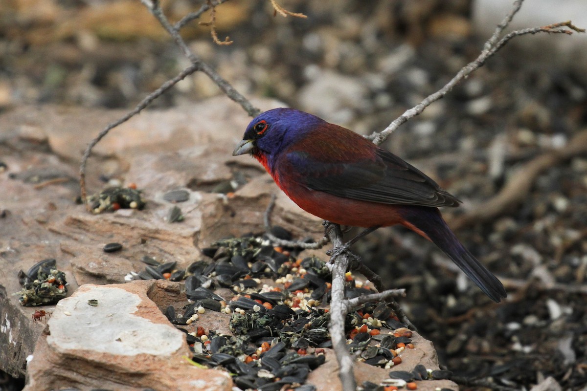 Varied x Painted Bunting (hybrid) - ML220686421