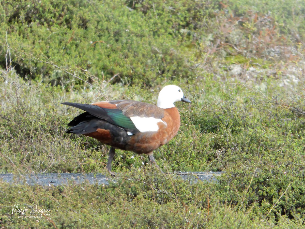 Paradise Shelduck - ML220686441