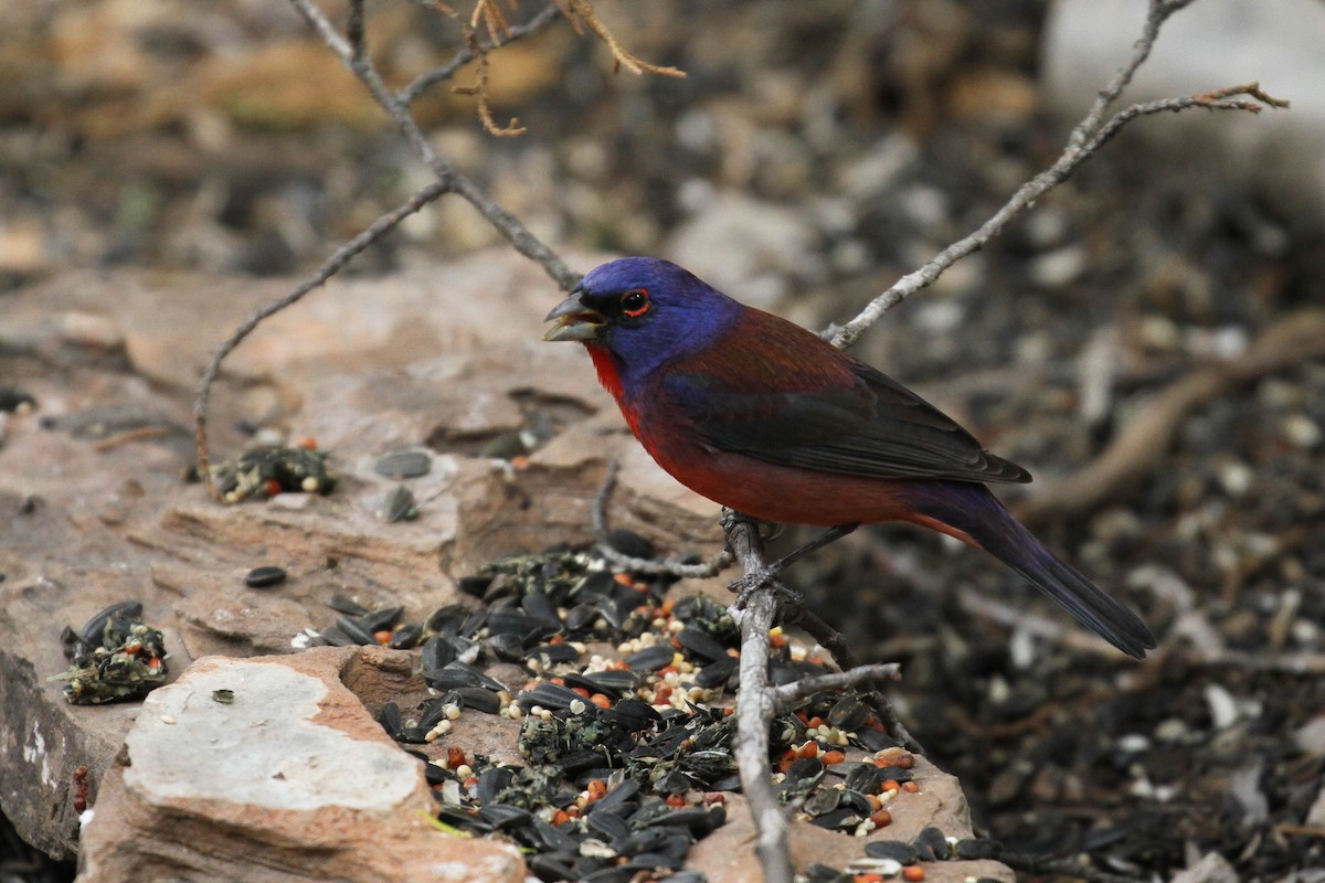 Varied x Painted Bunting (hybrid) - ML220686481