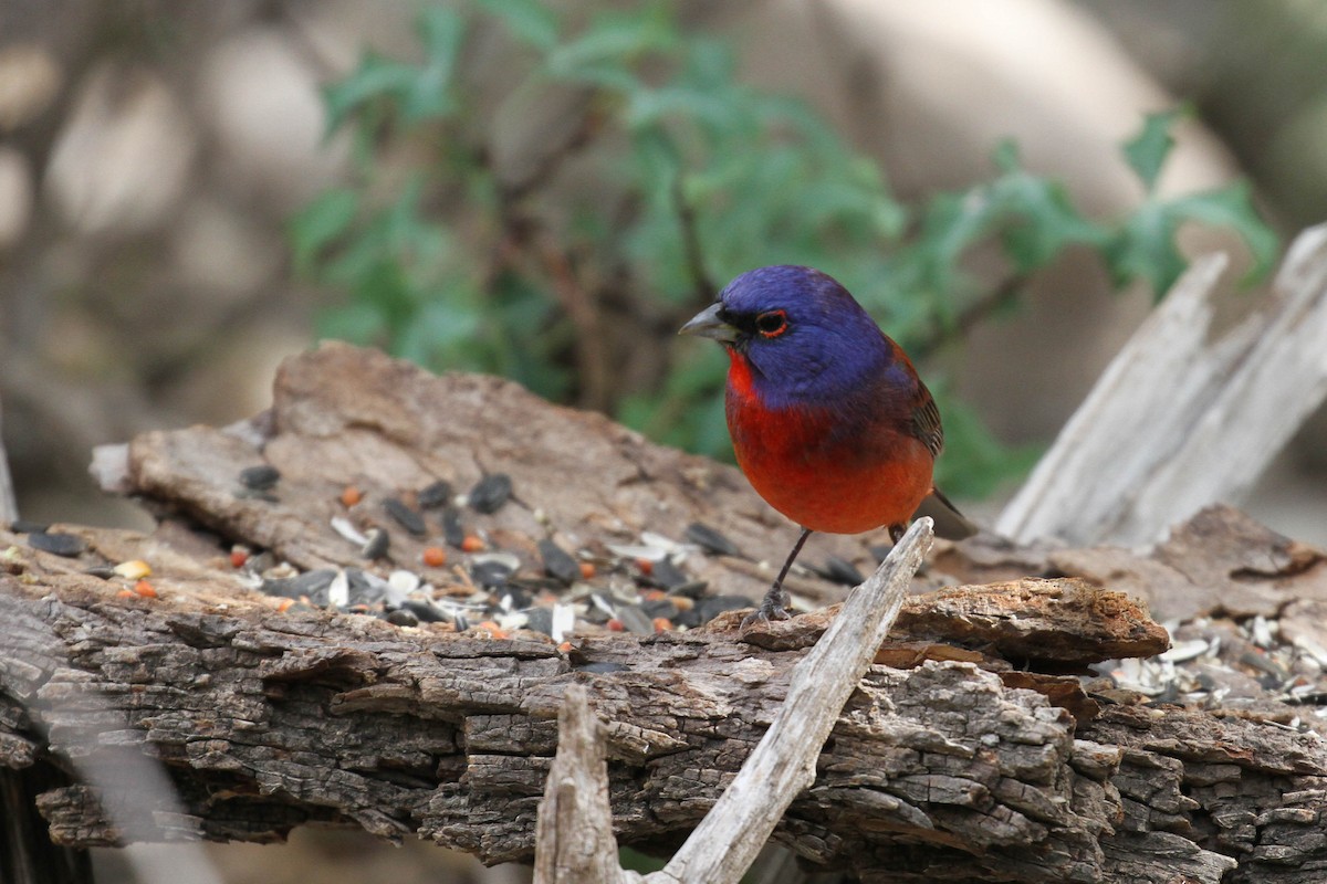 Hybride Passerin varié x P. nonpareil - ML220686511