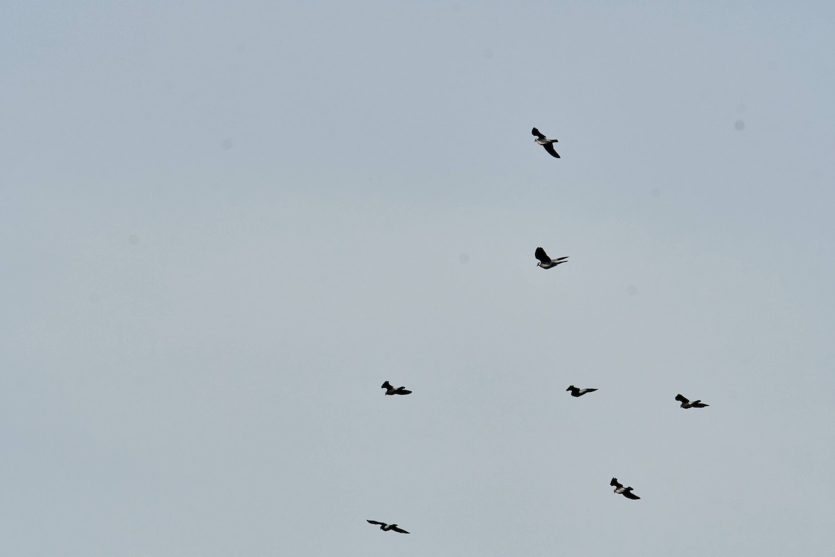 Common Wood-Pigeon - ML220686701