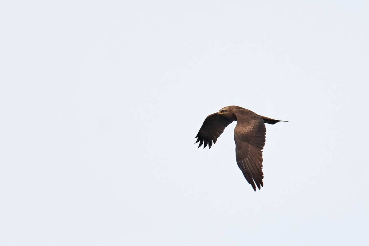 Black Kite - ML220686751