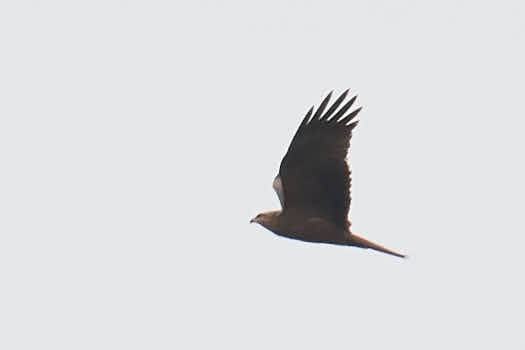 Black Kite - ML220686841