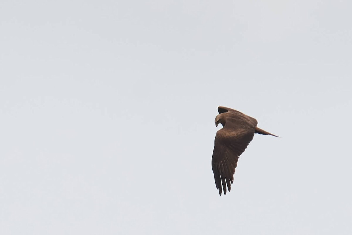 Black Kite - ML220686851