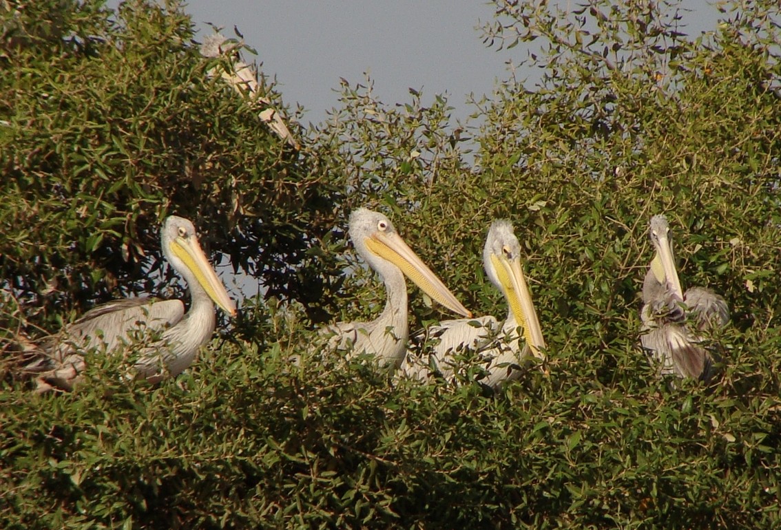 Pink-backed Pelican - ML220686991