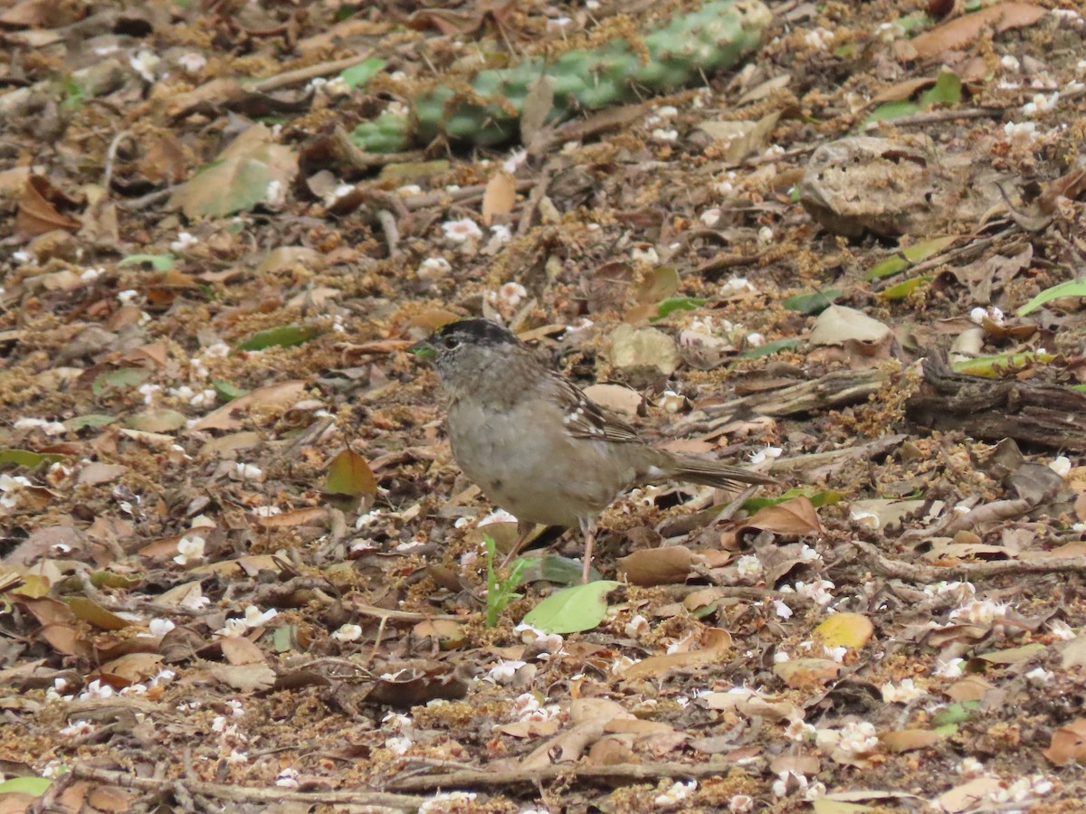 Golden-crowned Sparrow - ML220687151