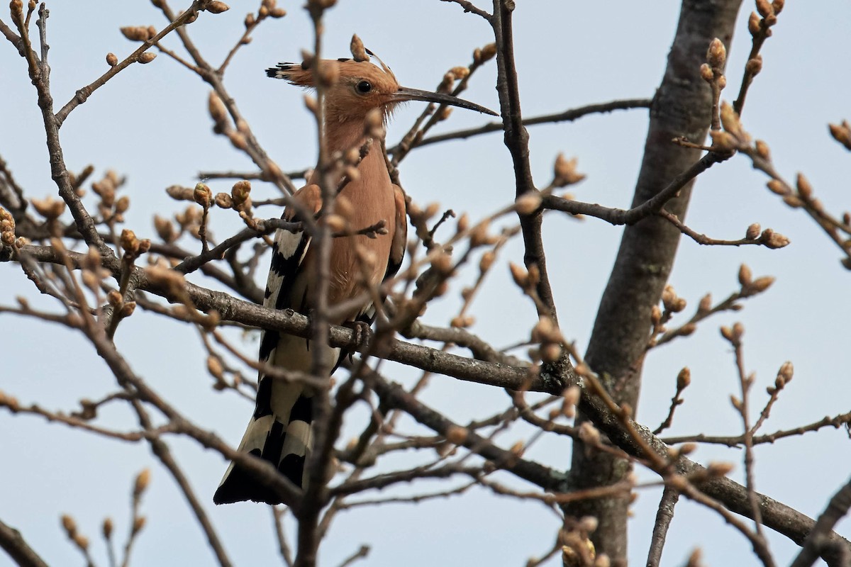 Eurasian Hoopoe - ML220688021