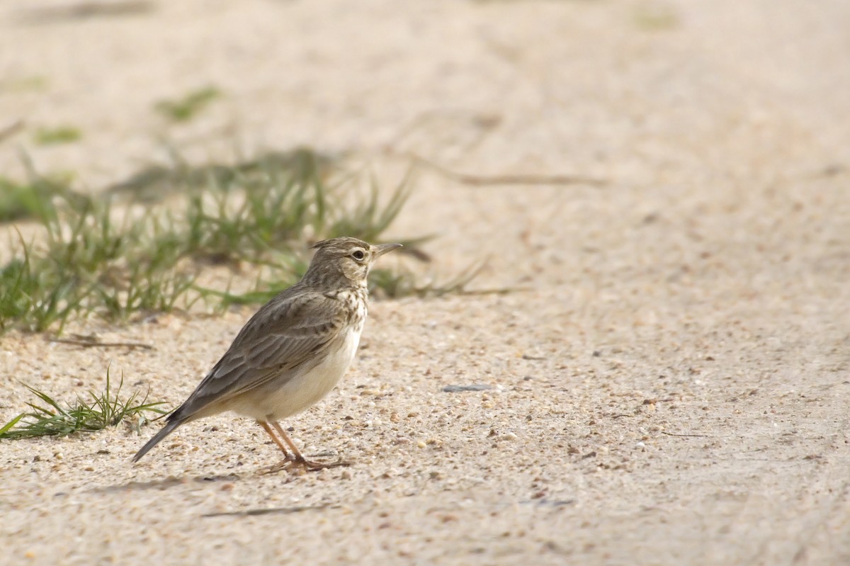 Crested Lark - Antonio Rodriguez-Sinovas