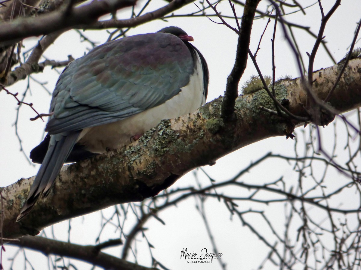 New Zealand Pigeon - ML220688161