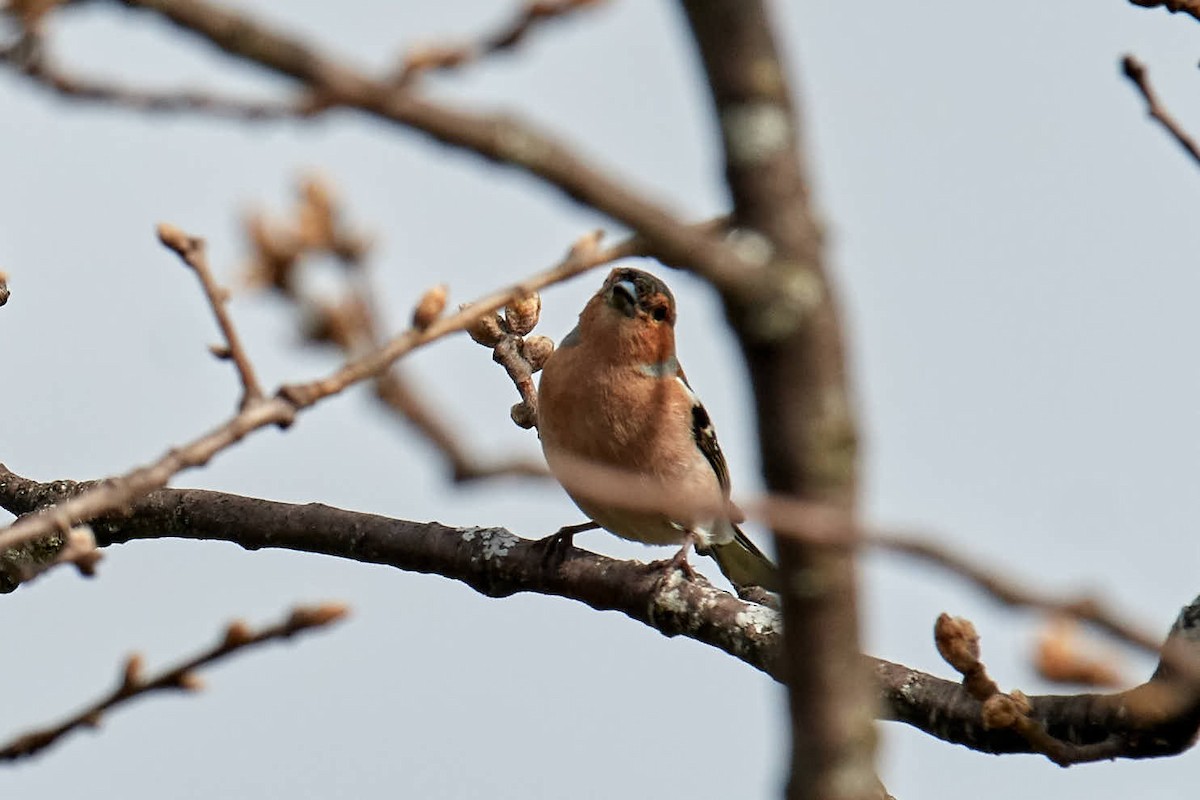 Common Chaffinch - ML220688171