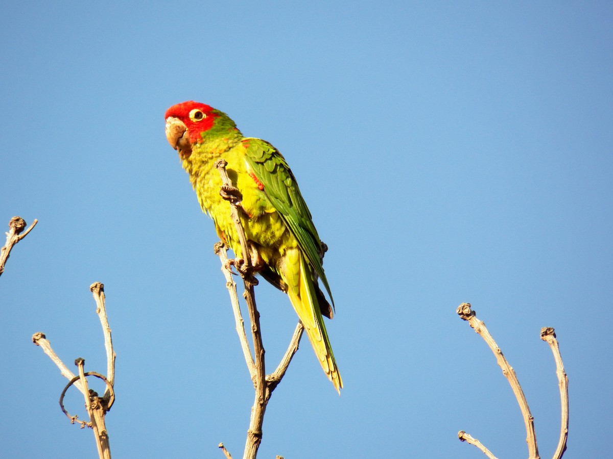 Red-masked Parakeet - ML220688521