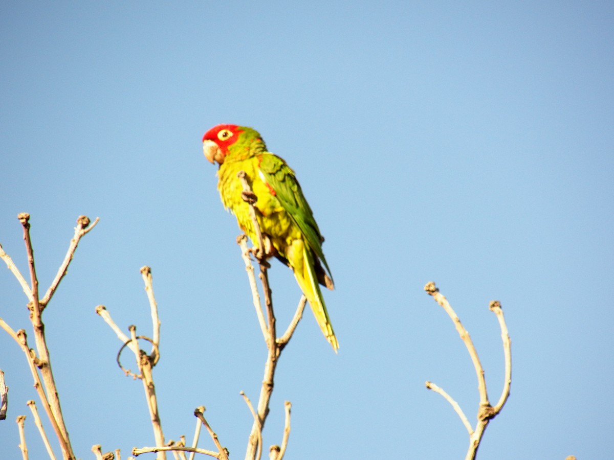 Red-masked Parakeet - ML220688531