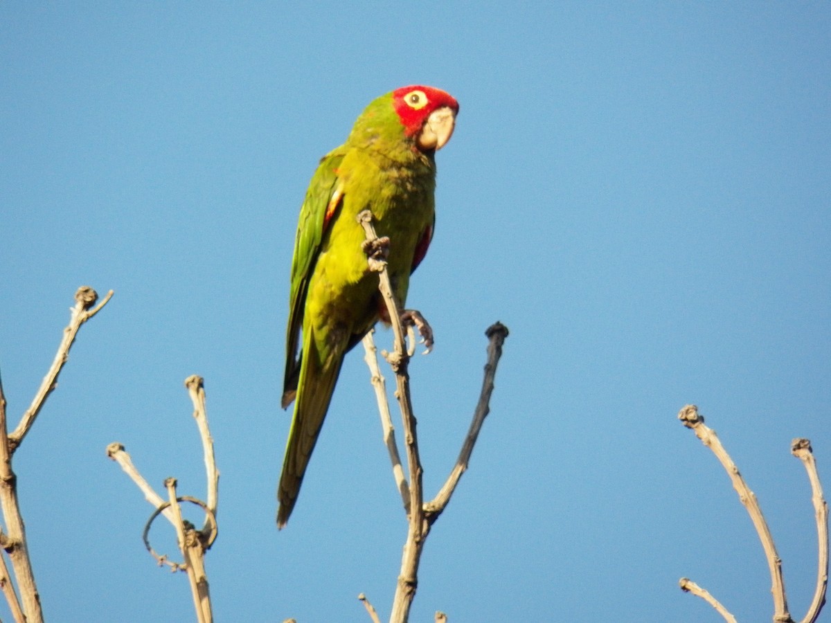 Red-masked Parakeet - ML220688541