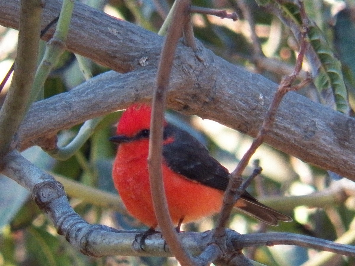 Vermilion Flycatcher - ML220688621