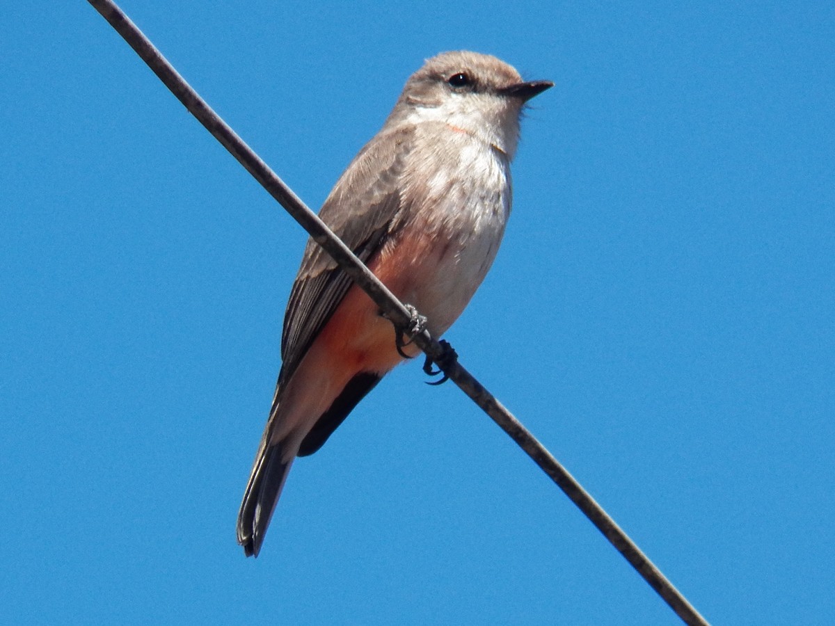 Vermilion Flycatcher - ML220688651