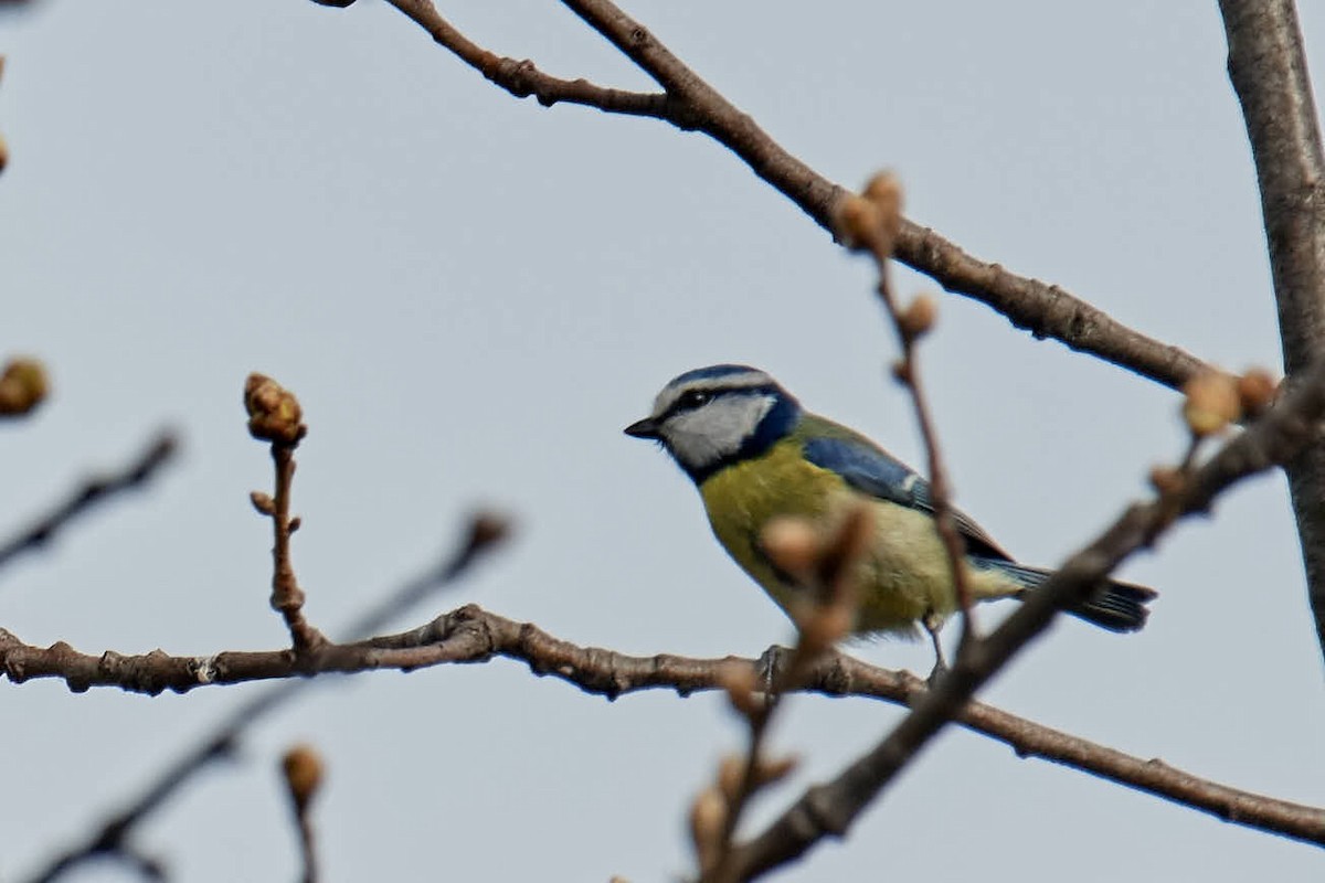 Eurasian Blue Tit - ML220689471