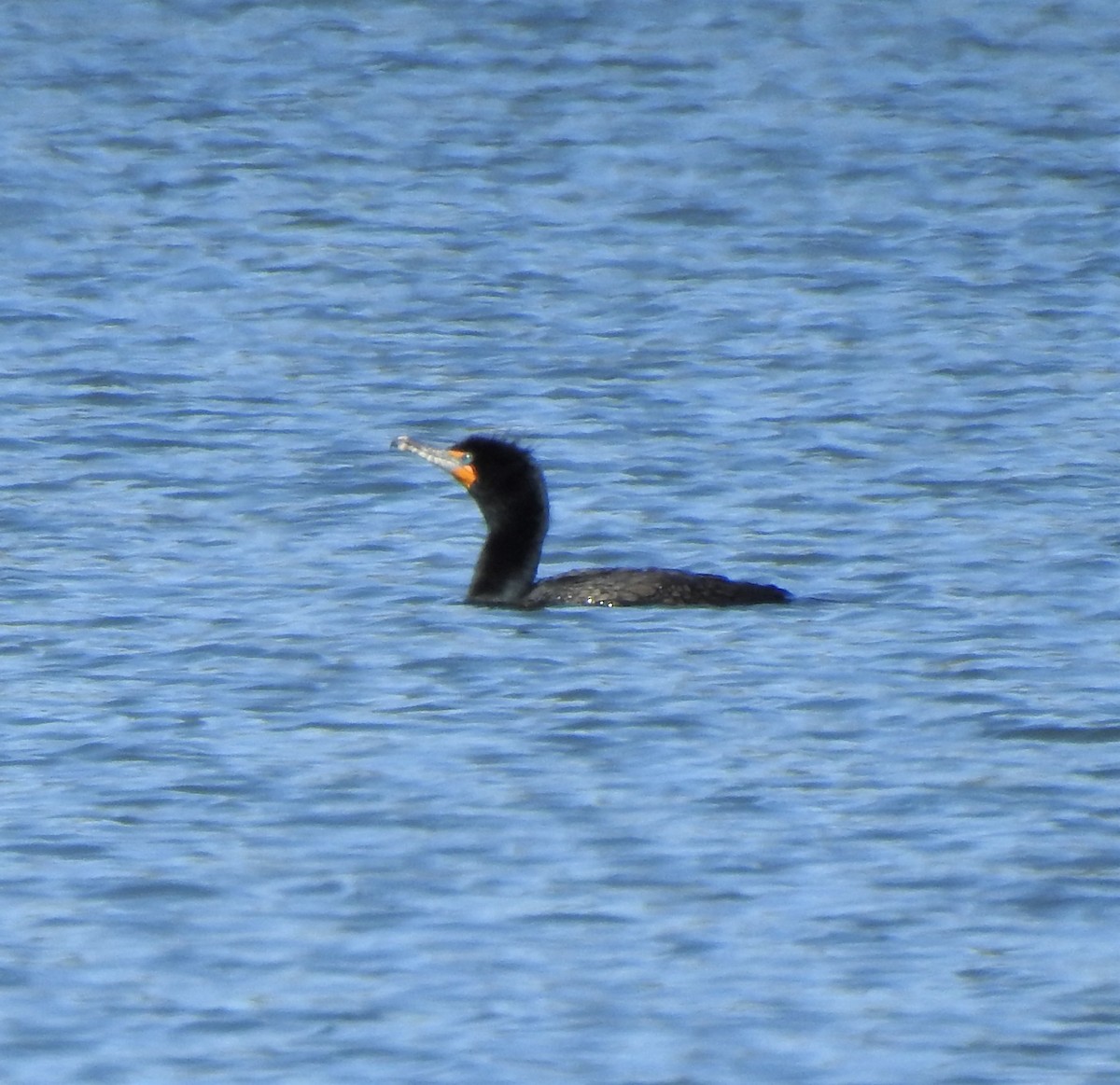 Double-crested Cormorant - T B