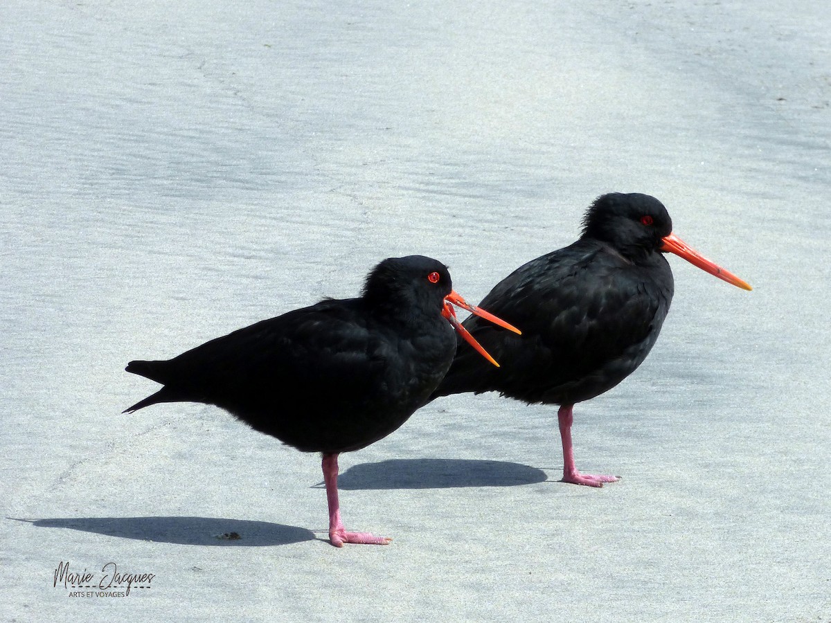 Neuseeland-Austernfischer - ML220689771