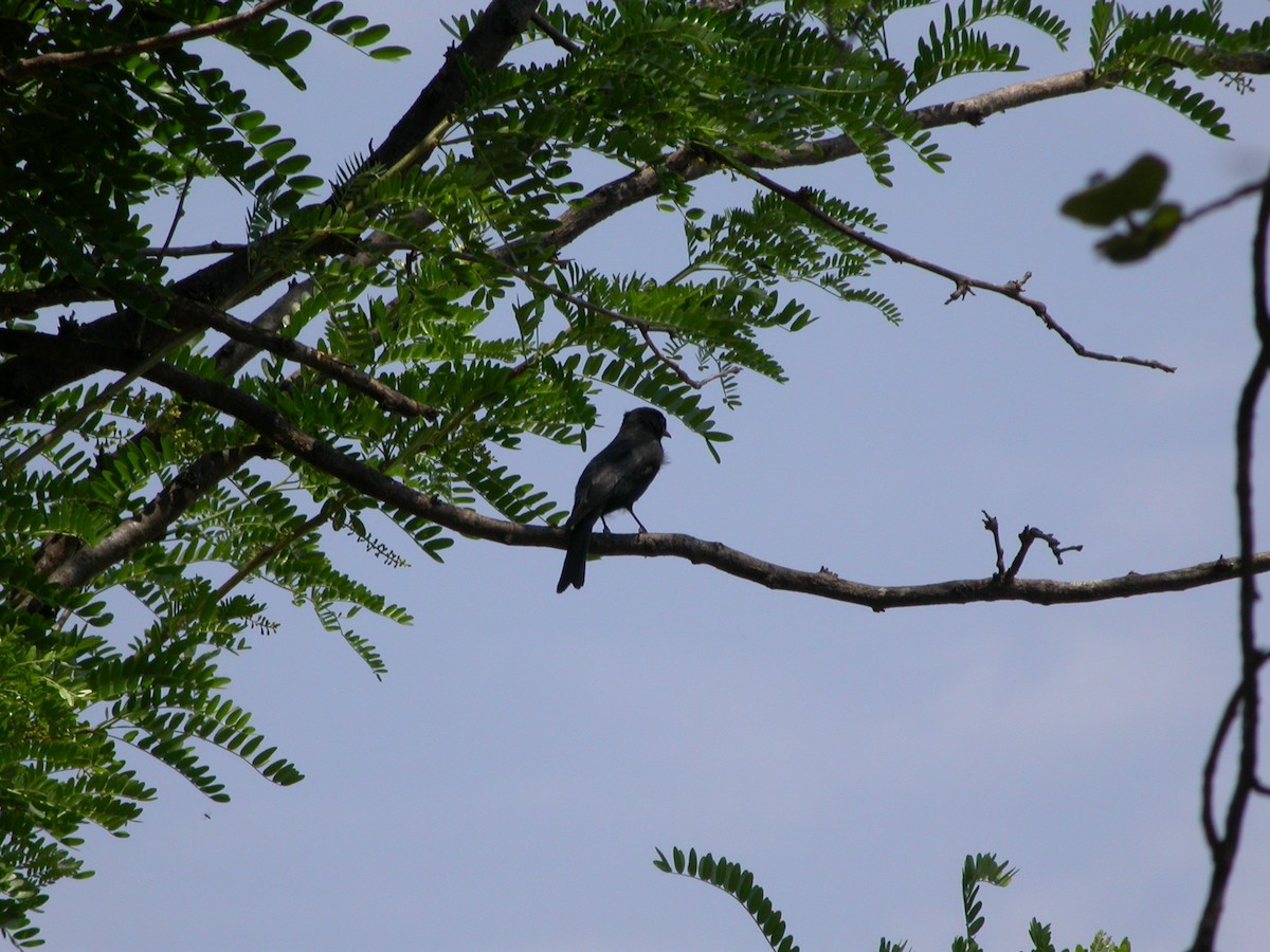 Fork-tailed Drongo - ML220690001