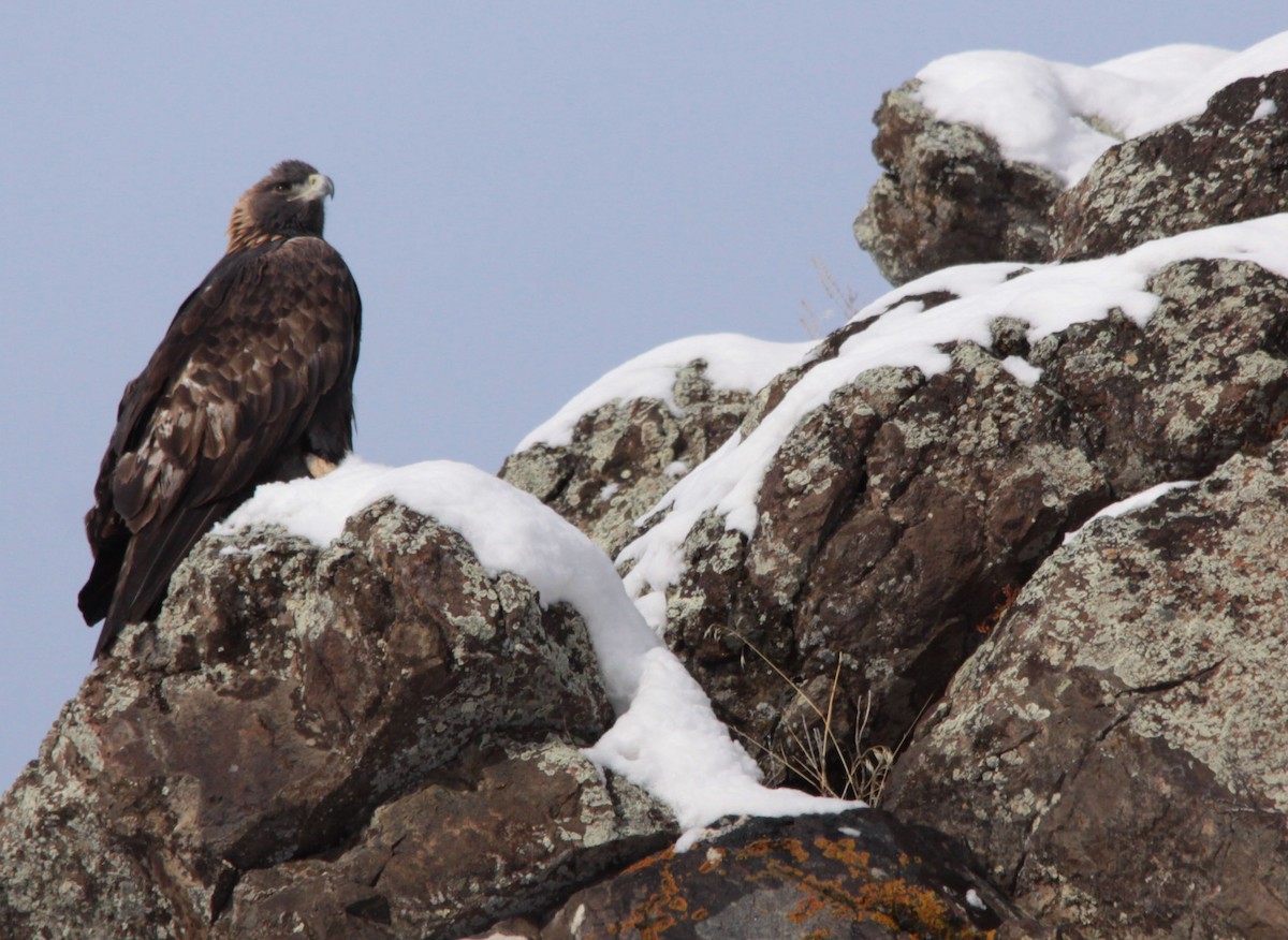 Golden Eagle - ML22069071