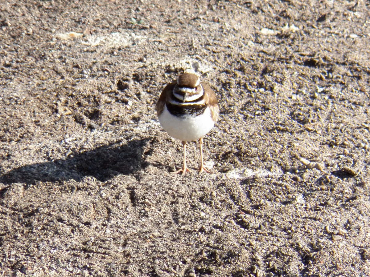 Killdeer - ML220690891