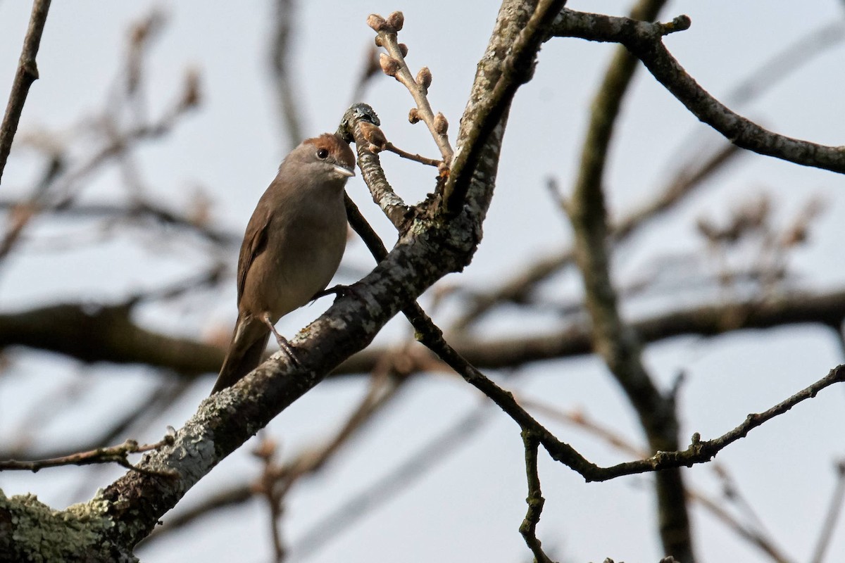 Eurasian Blackcap - ML220691381