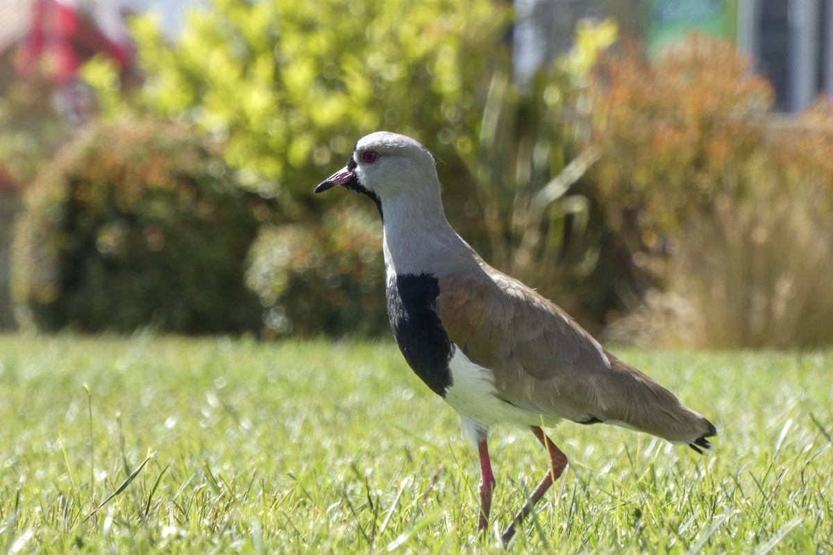 Southern Lapwing - ML220691671