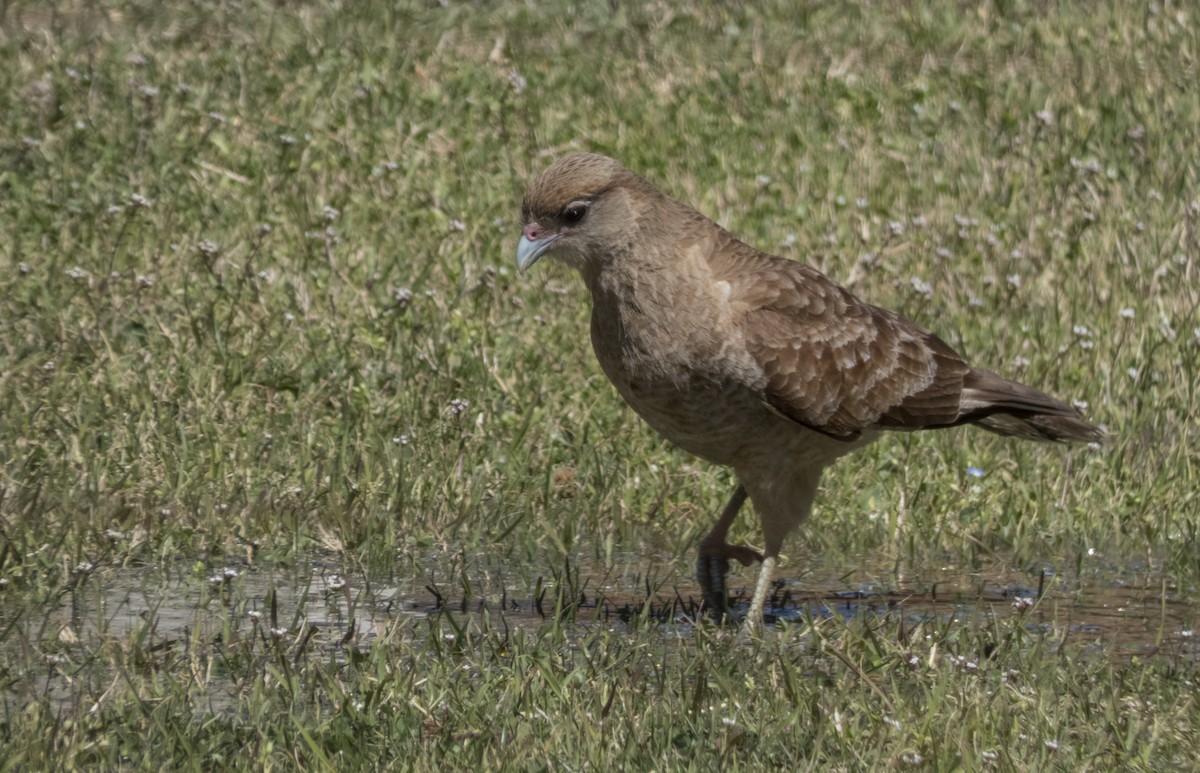 Chimango Caracara - ML220691811