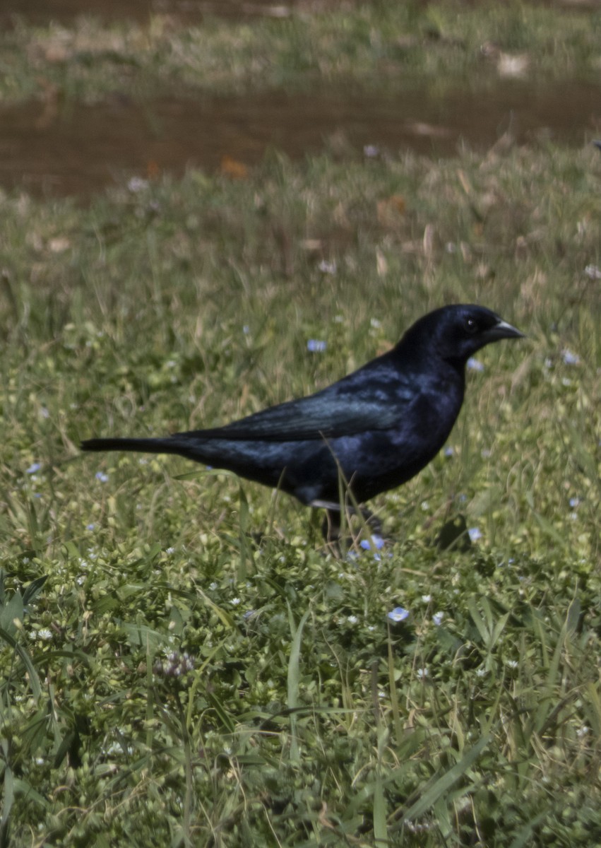 Austral Blackbird - Carolina Soto