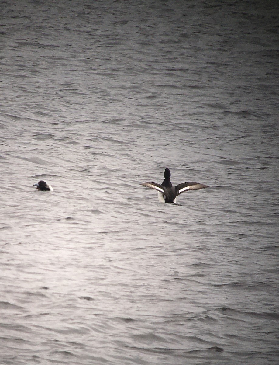 Tufted Duck x scaup sp. (hybrid) - Maili Waters