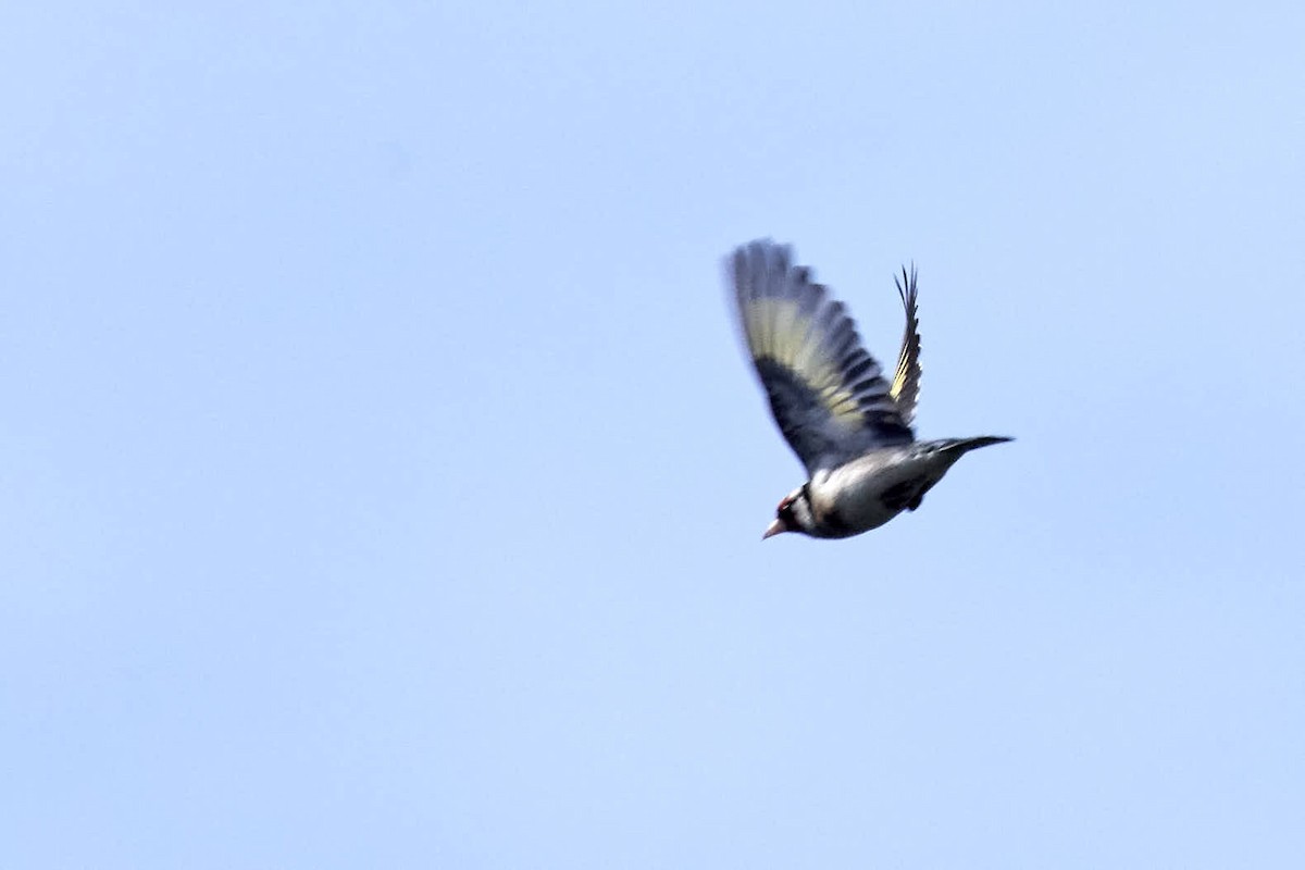 European Goldfinch - ML220692901