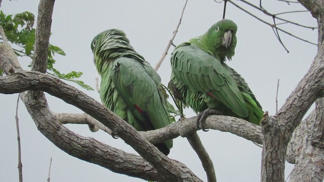 Mealy Parrot - ML220693291