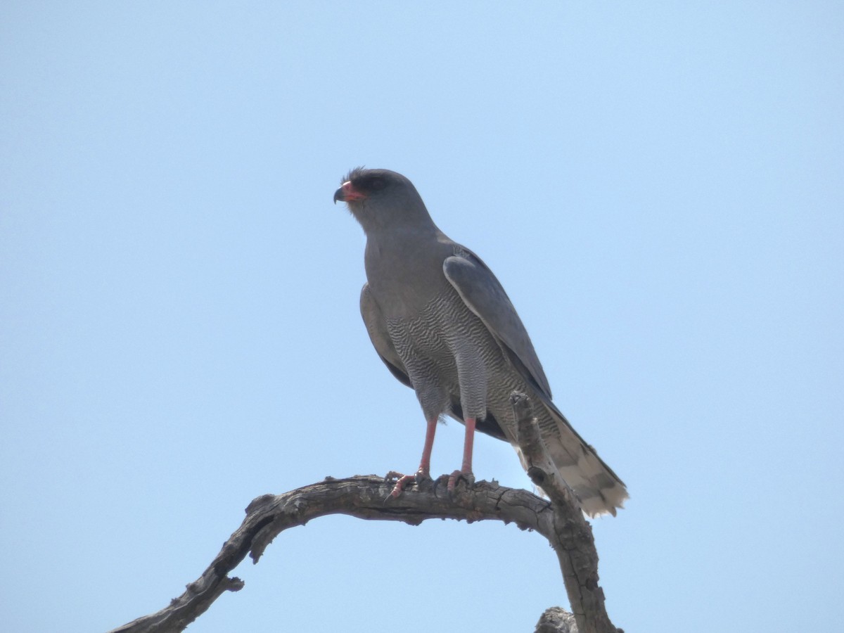 Dark Chanting-Goshawk - ML220693391