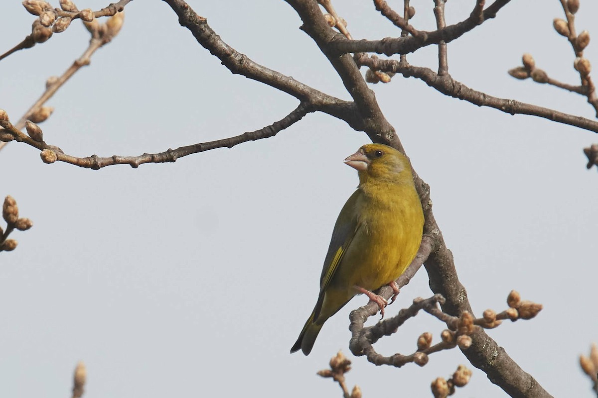 European Greenfinch - ML220693671