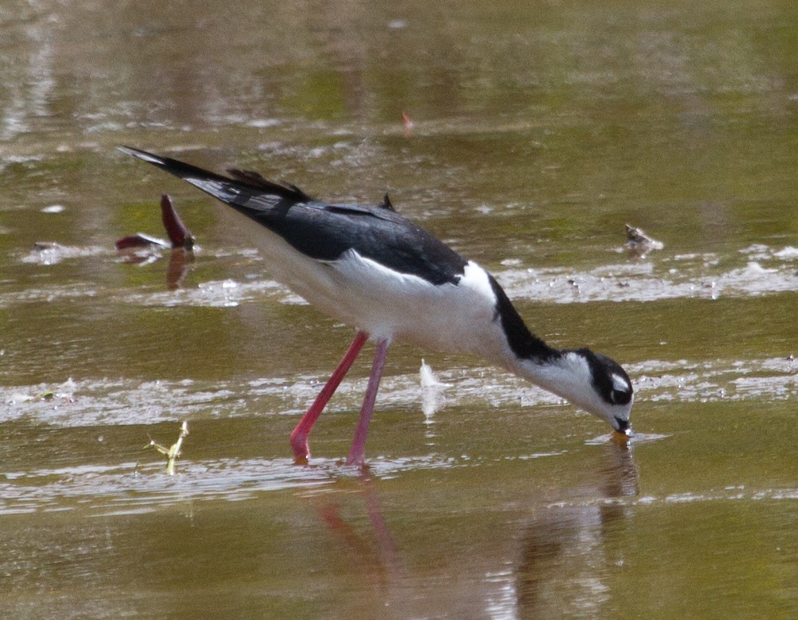 Black-necked Stilt - ML220694291