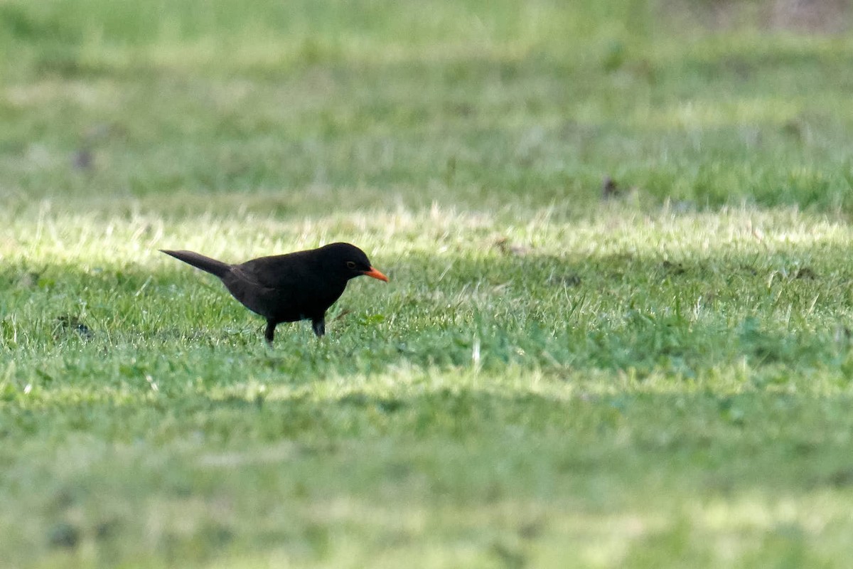 Eurasian Blackbird - ML220695041