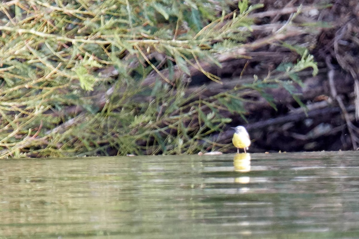 Gray Wagtail - Eduardo  Flor