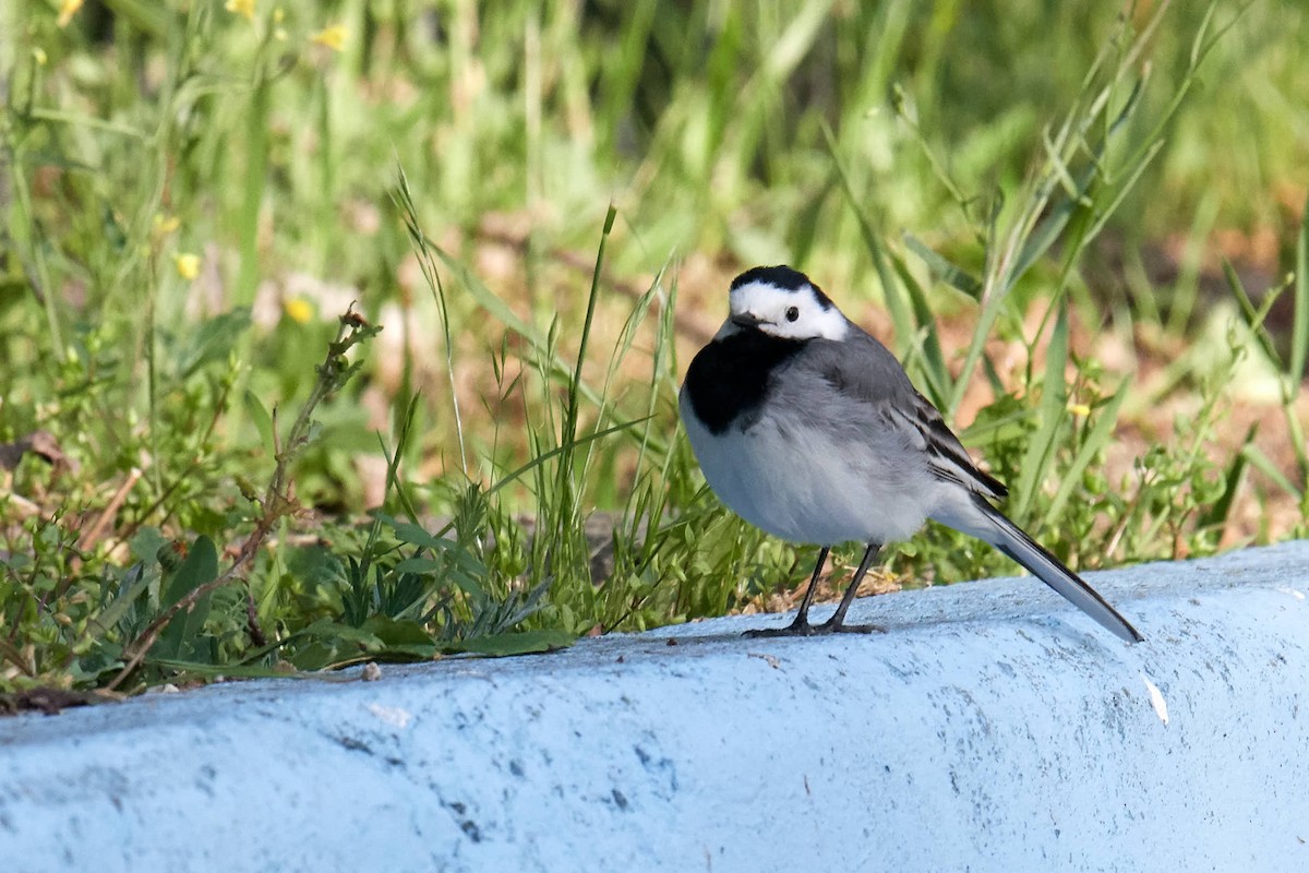 White Wagtail - ML220695631