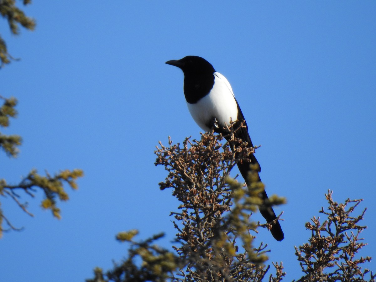 Black-billed Magpie - ML220696521