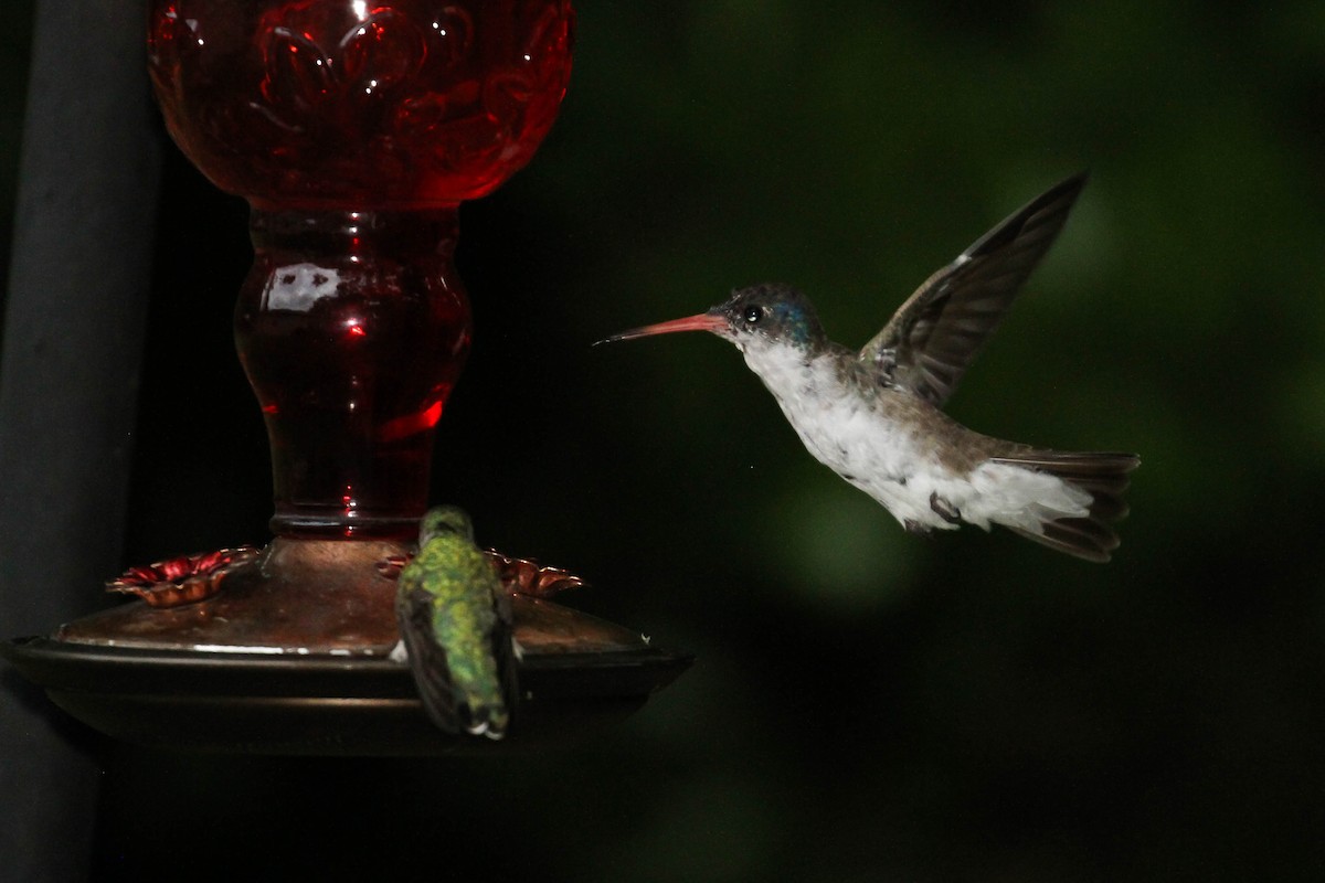 kolibřík fialovokorunkatý - ML220697021