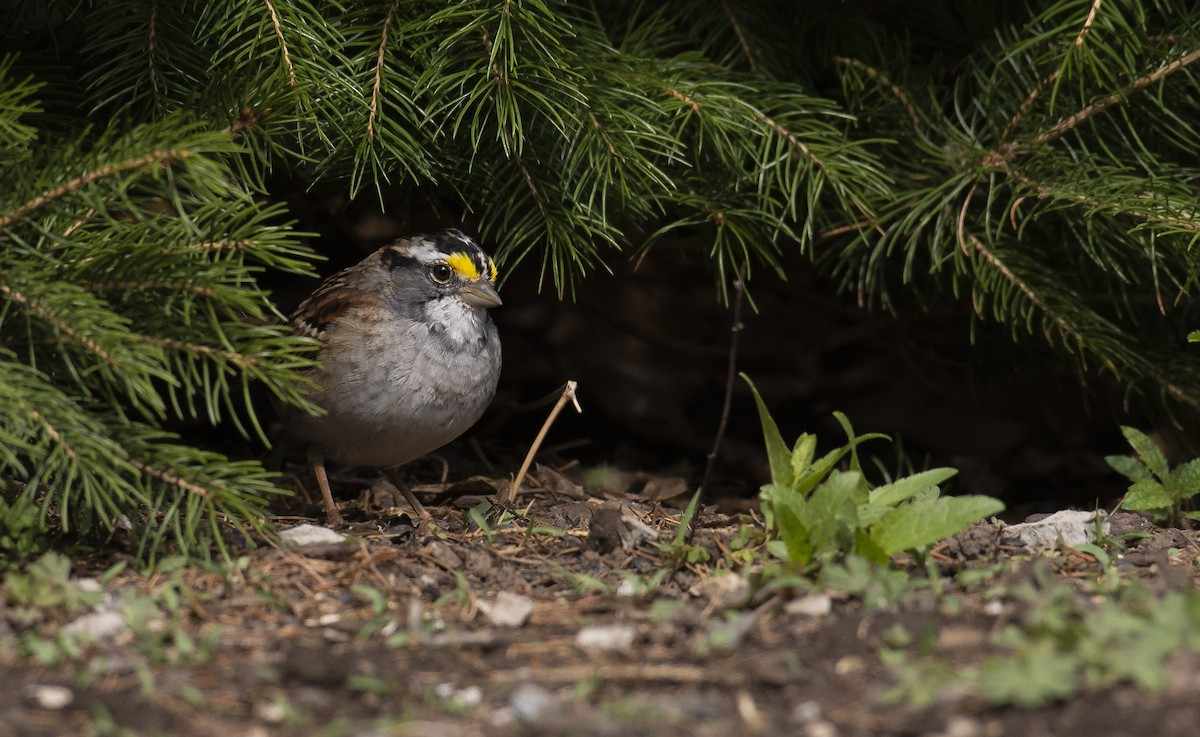 White-throated Sparrow - Marky Mutchler