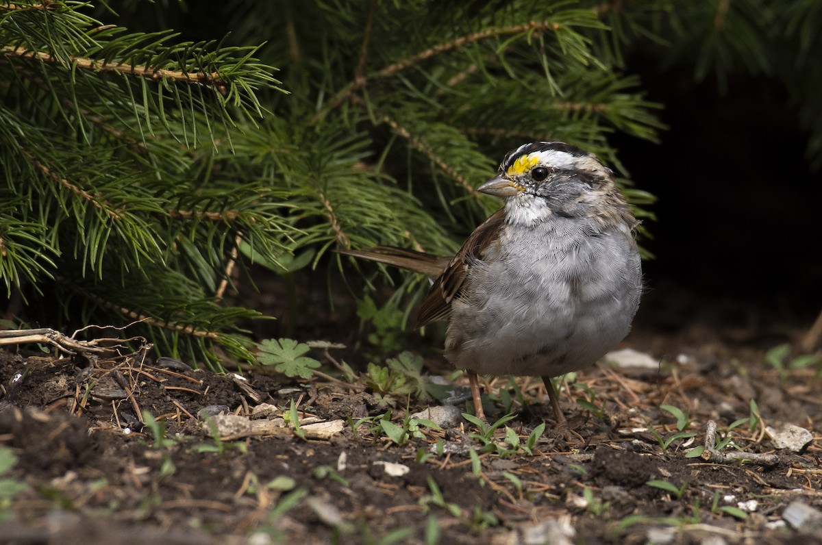 White-throated Sparrow - Marky Mutchler