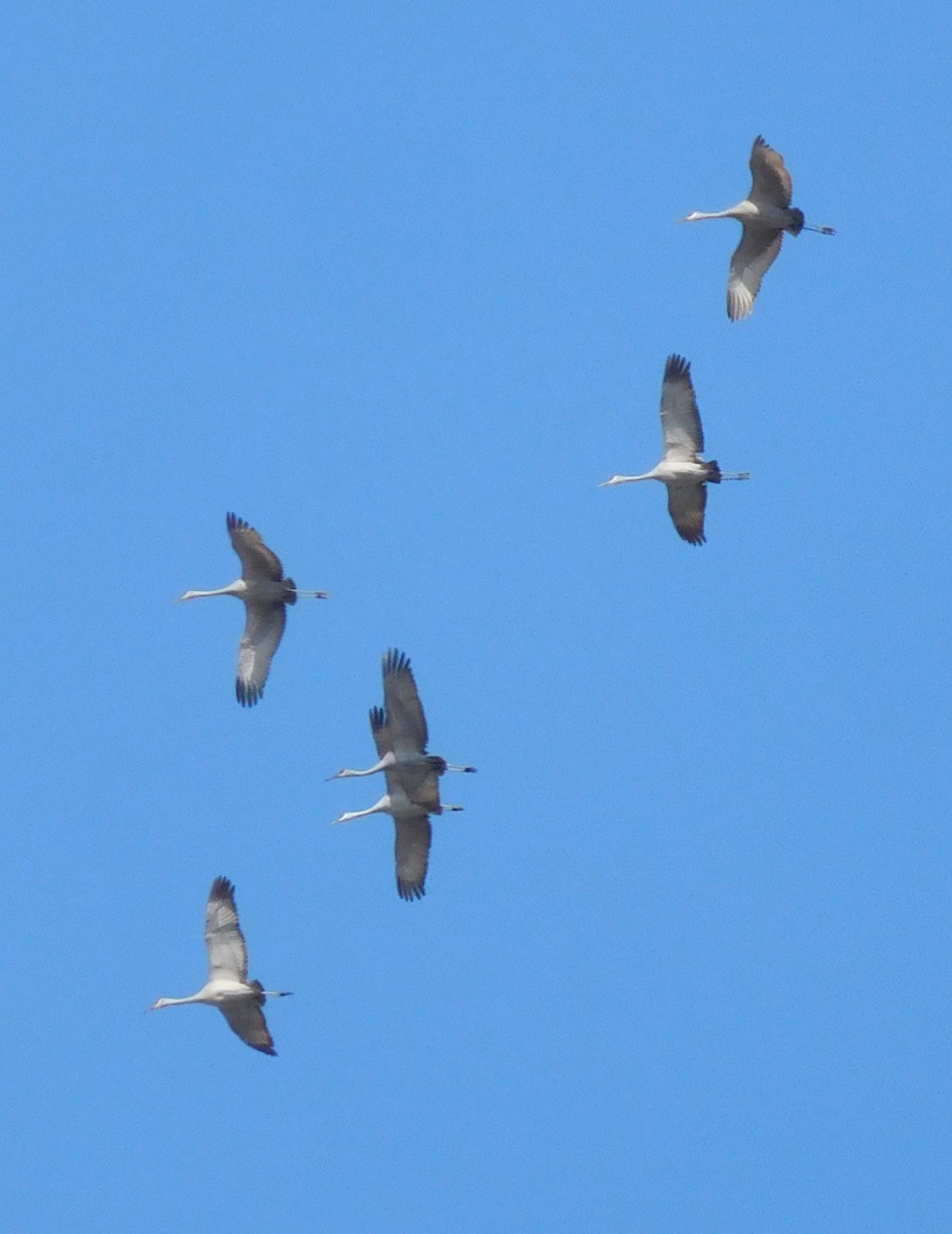 Sandhill Crane - Scott  Connop