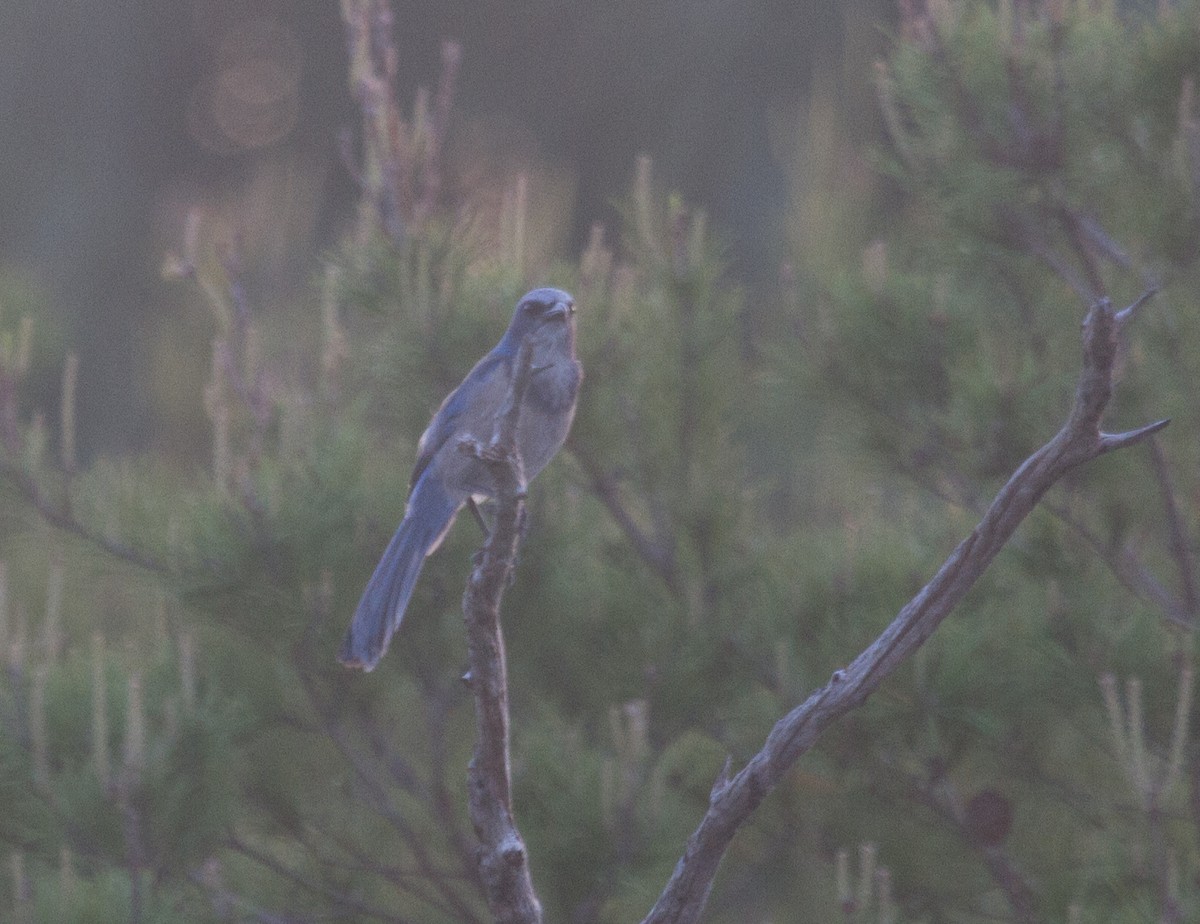 Florida Scrub-Jay - ML220701281